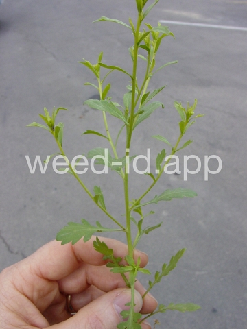 pepperweed, sand